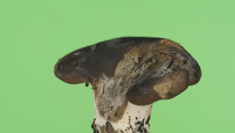 la rotación del hongo russula. hongo forestal natural con hoja seca adherida. russula es un género de hongos lamelares de la familia russula