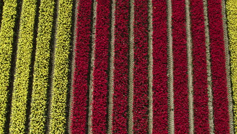 overhead aerial descending above lines of vibrant tulip flowers, sunny spring day