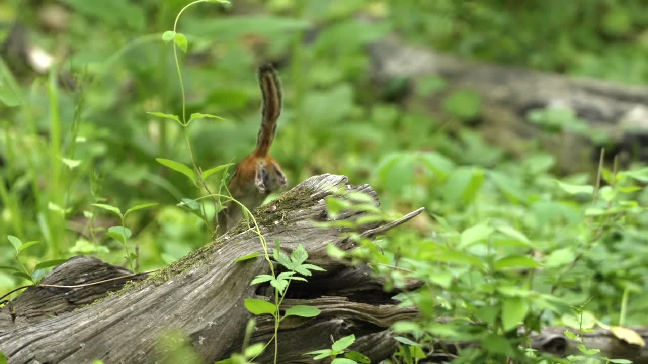 An adorable chipmunk preening itself in its natural forest habitat, seen from behind.