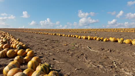 pumpkin field in a country farm - pumpkin harvest - aerial drone shot