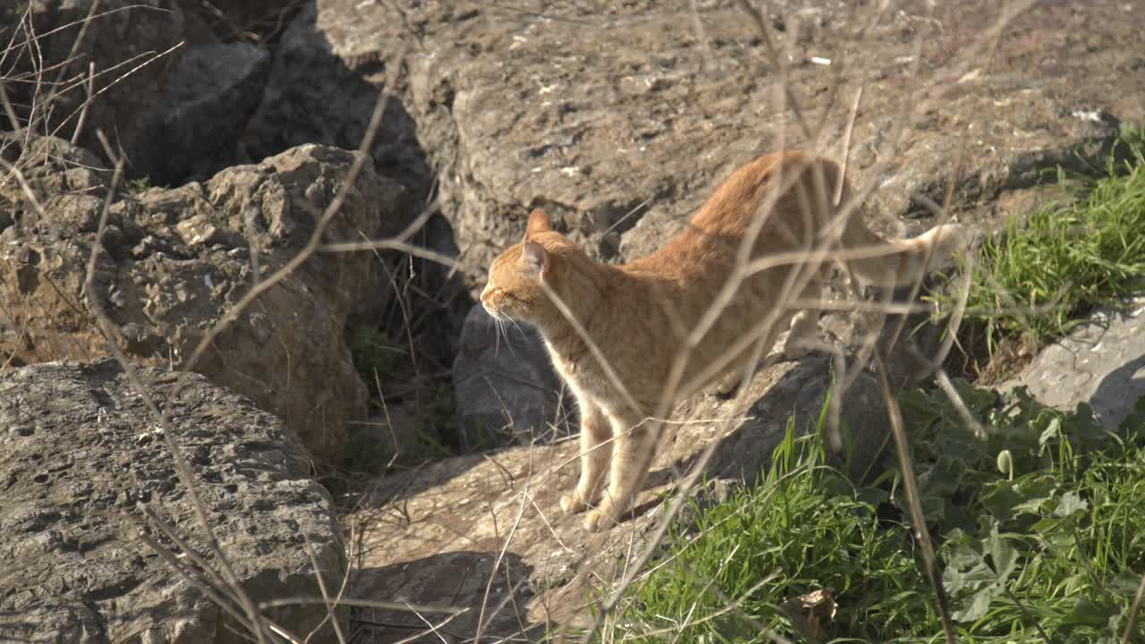 желтый оранжевый кот смотрит вокруг и играет в замедленном движении 4k uhd