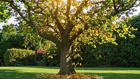 autumnal garden with deciduous tree