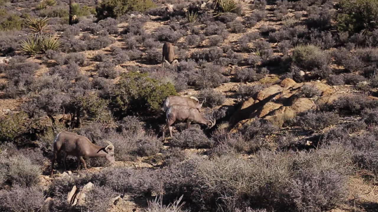 Desert Bighorn Sheep in Their Natural Habitat