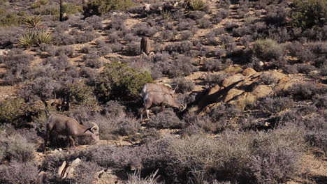 desert bighorn sheep in their natural habitat