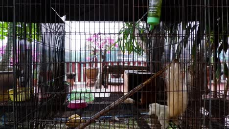 squirrel moving inside a cage in ayutthaya