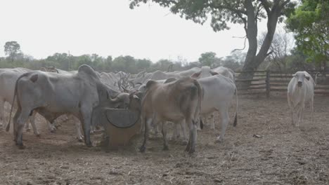 cattle farming at minas gerais state, brazil