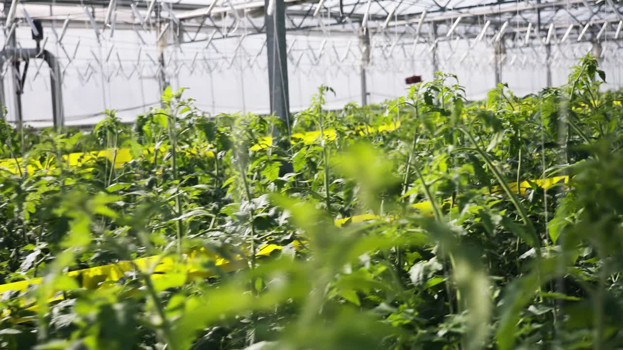 Tomato plants with yellow sticky traps in a greenhouse