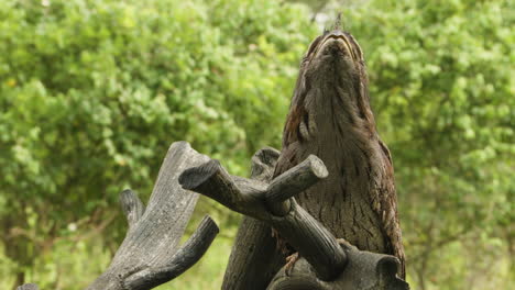 a 4k shot of a tawny frogmouth perched on a stick outside, showcasing its unique camouflage and intricate feather patterns