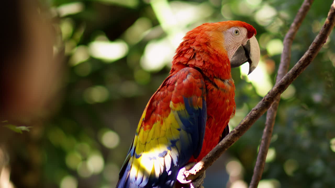 An intimate close-up reveals the scarlet macaw’s glowing feathers and piercing gaze. The overshoulder composition adds depth, showing a human quietly admiring the bird