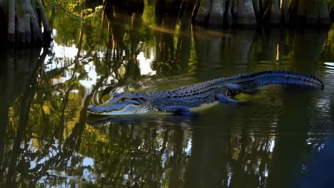 alligator swimming in a louisiana swamp