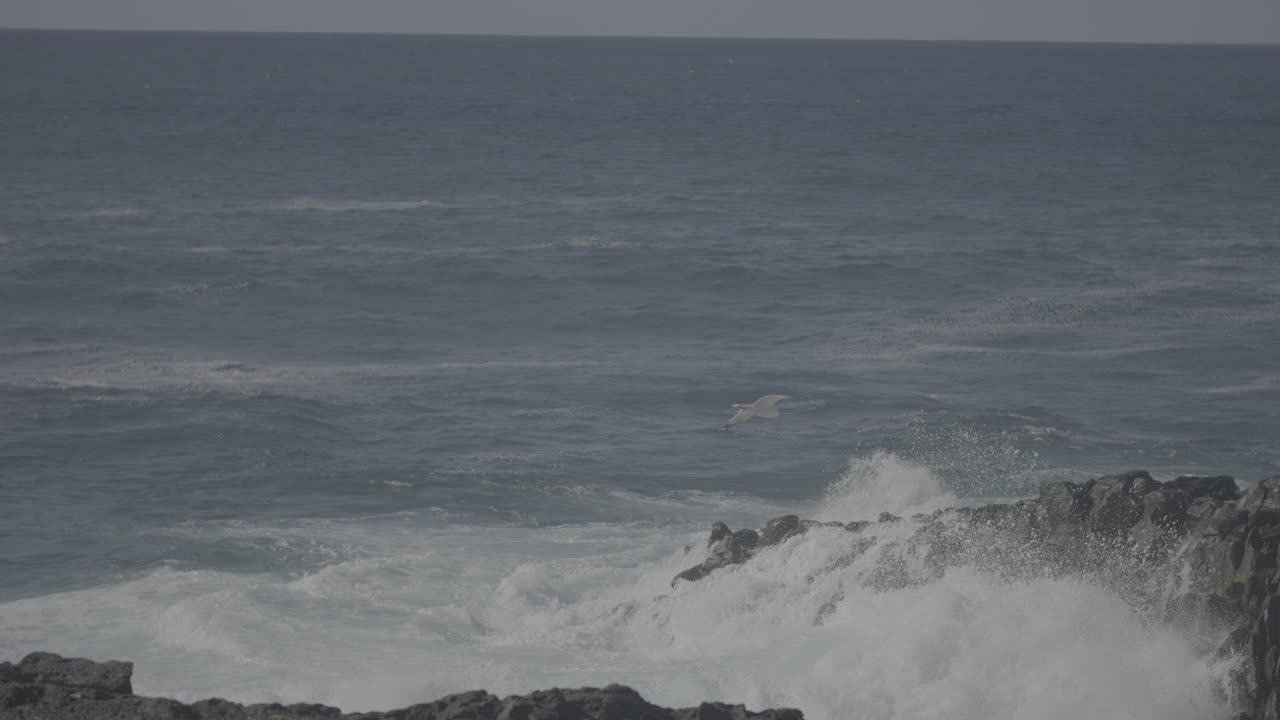 Ocean Waves Crashing Against Rocks with Bird in Flight