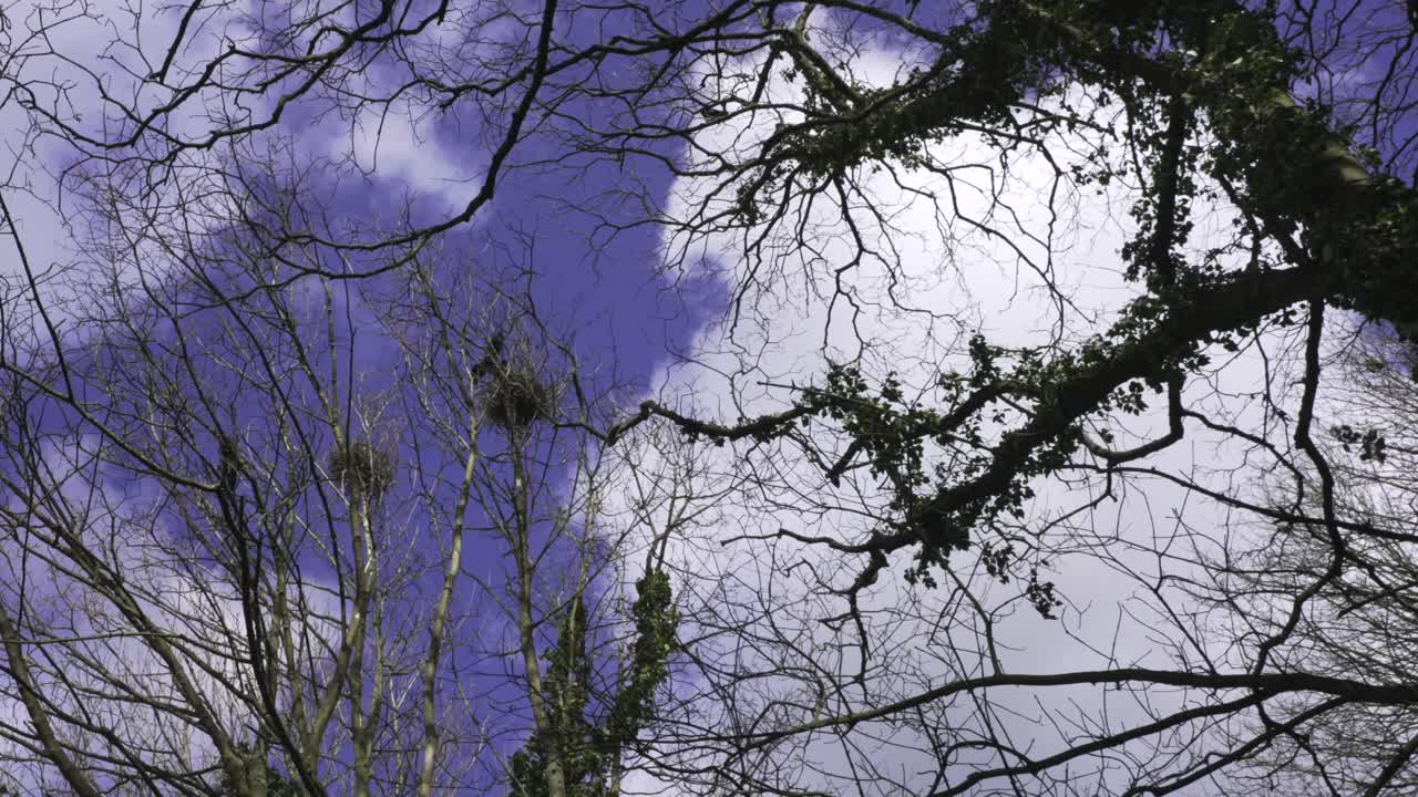 Råger, der bygger reder i en rågekoloni i trætoppe om foråret med træsilhuetter og blå himmel.