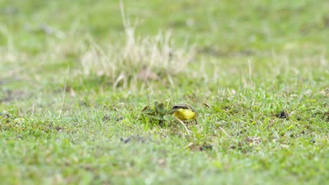 pájaro de cola amarilla caminando sobre la hierba y buscando bichos de comida