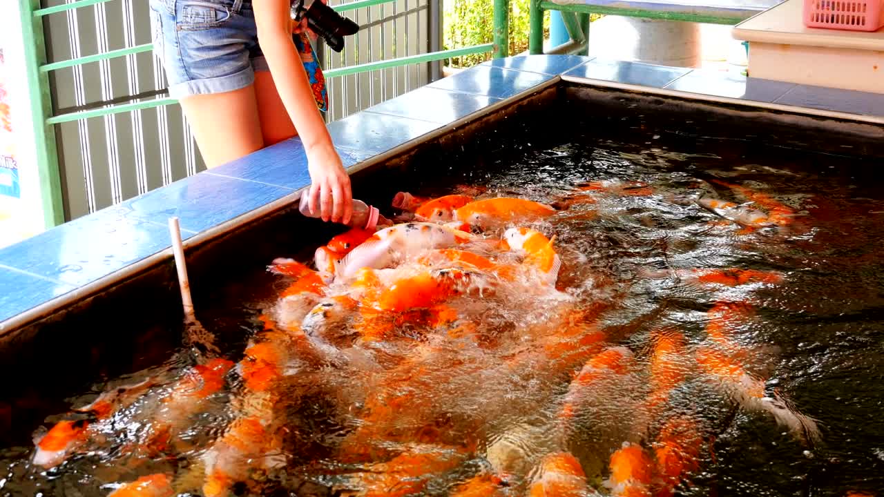 다채로운 일본 은 카프를 침대가 있는 병에서 먹이는 태국