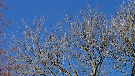 ramas de árboles desnudas contra un cielo azul