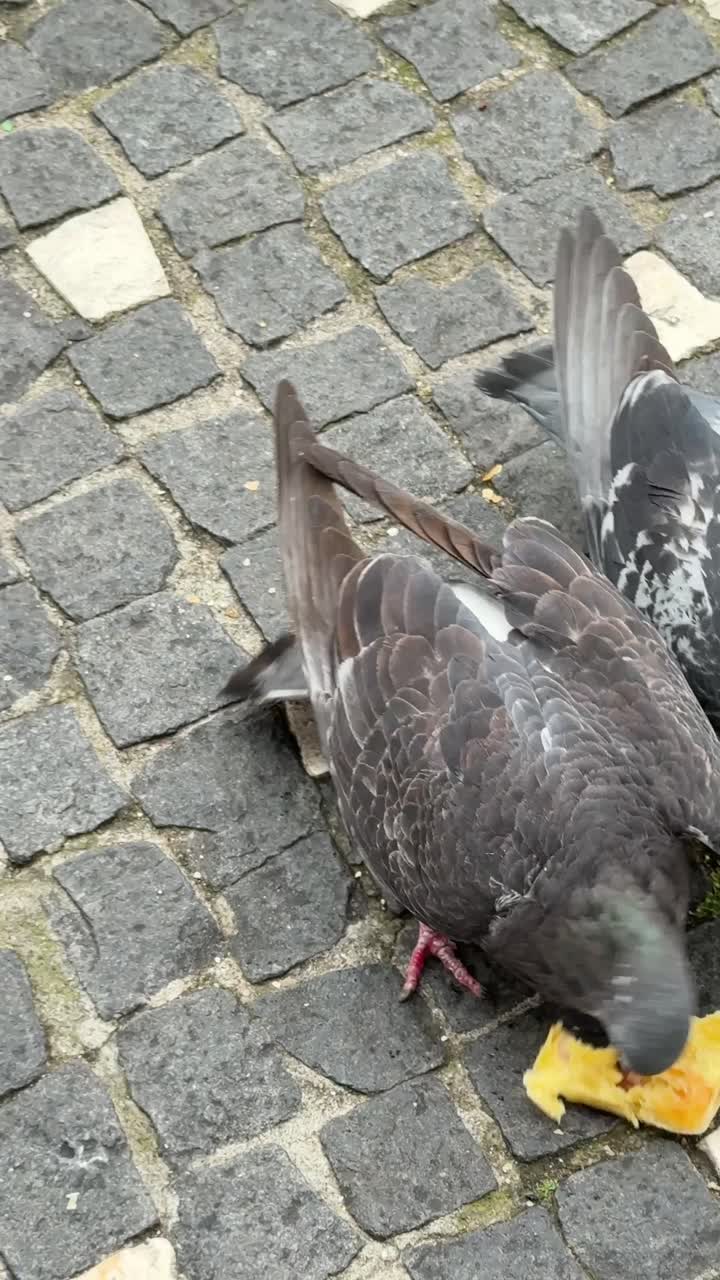 Pigeons Eating Food on Cobblestone Streets