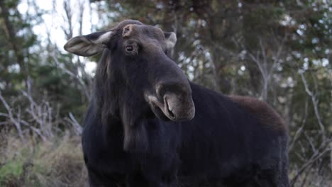 moose looks away from you slomo medium view