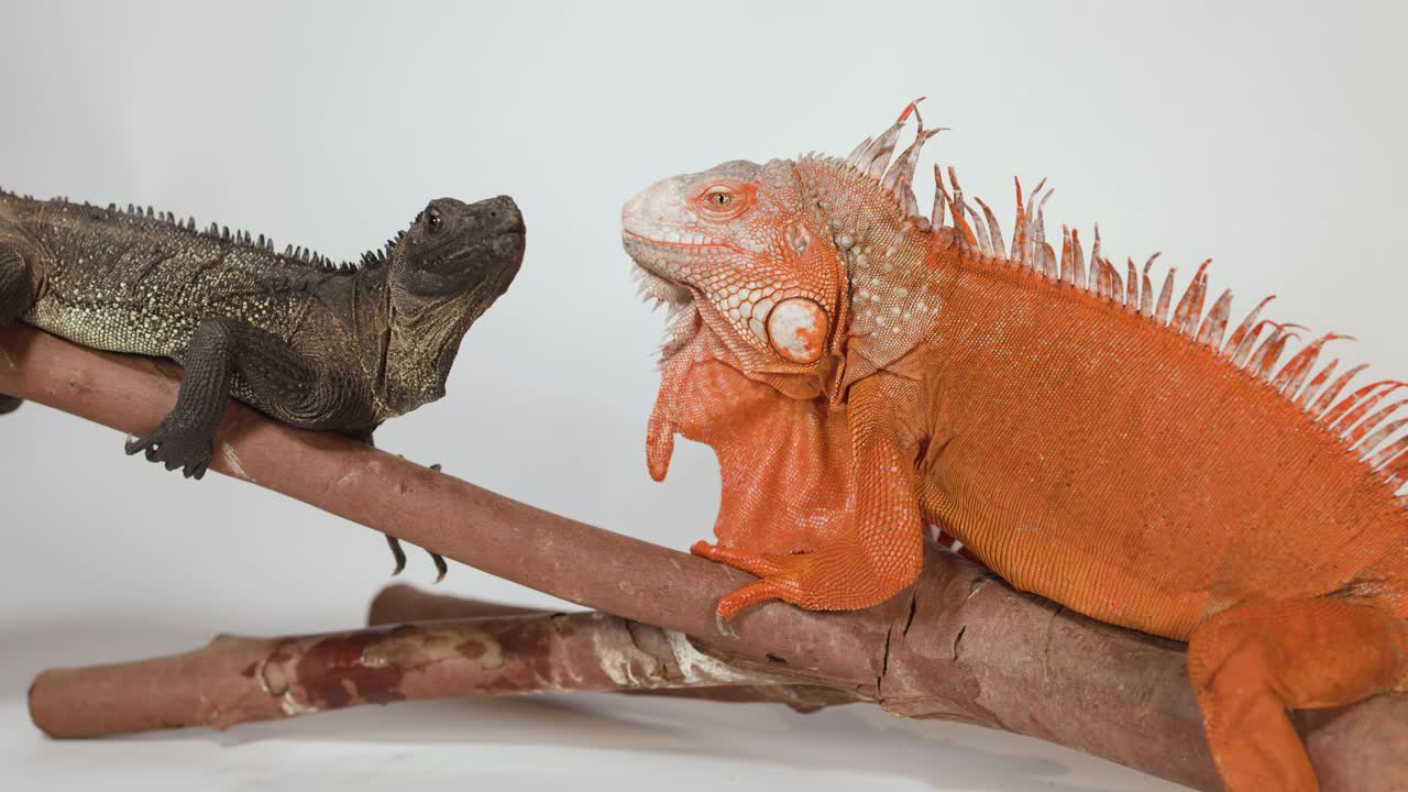 Un iguana rosso e una lucertola marrone interagiscono su un ramo su sfondo bianco