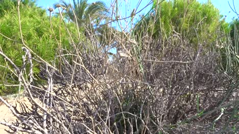 a-Vertical-panning-shot-of-a-dry-bush-on-sand-dunes-by-the-beach