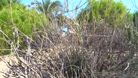 una toma panorámica vertical de un arbusto seco en las dunas de arena junto a la playa