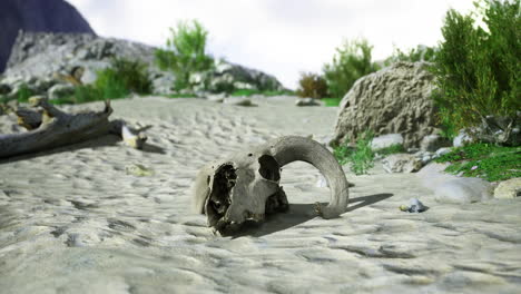 animal skull resting on sandy terrain in a rocky landscape