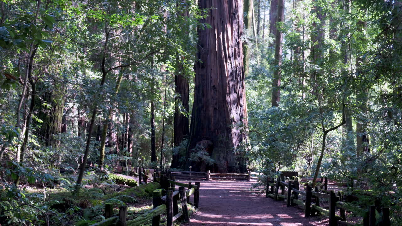 Un'enorme sequoia che svetta su un suolo forestale illuminato dal sole, con un sentiero e una recinzione in primo piano
