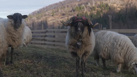 ovejas de nariz negra de valais pastando a lo largo de la ladera