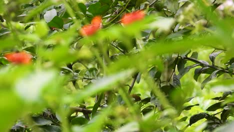 pequeño pájaro en busca de comida entre las hojas verdes cerca con el primer plano borroso