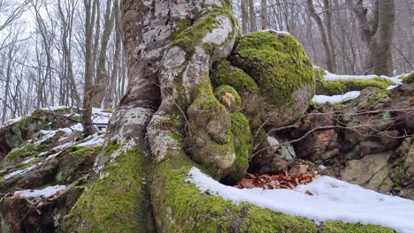 Enorme-árbol-épico-Con-Raíces-Sobre-El-Suelo-Cubierto-De-Musgo-Verde