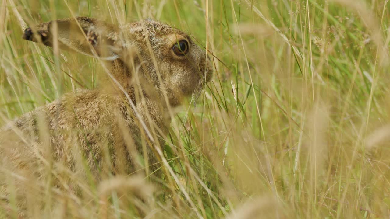 A wild hare remains motionless and alert, blending into tall grass in a sunlit meadow. Natural lighting and a static camera emphasize its camouflage