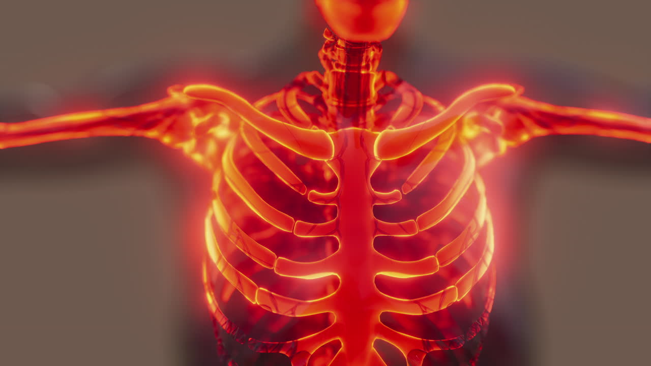 huesos del esqueleto humano ilustrados visibles