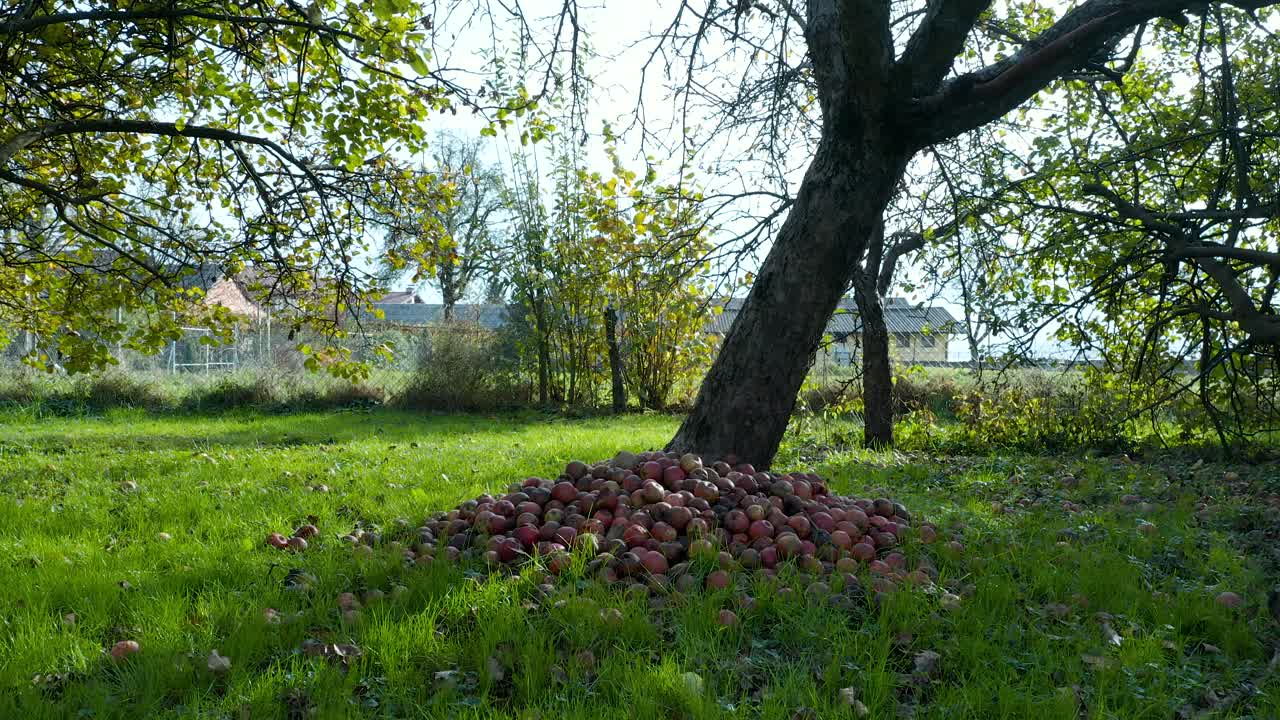 Low dolly reveal shot of apples on the ground in an orchard