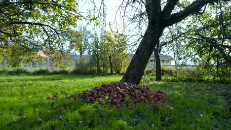 Low-dolly-reveal-shot-of-apples-on-the-ground-in-an-orchard