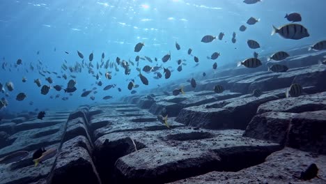 concrete artificial reef with school of fish in the blue ocean