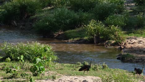 Walking-towards-the-right-during-a-hot-afternoon-at-a-stream,-Green-Peafowl-Pavo-muticus,-Huai-Kha-Kaeng-Wildlife-Sanctuary,-Thailand