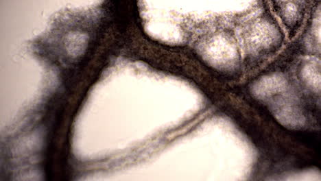 túbulos del moho mucilaginoso physarum polycephalum que muestran flujo citoplasmático