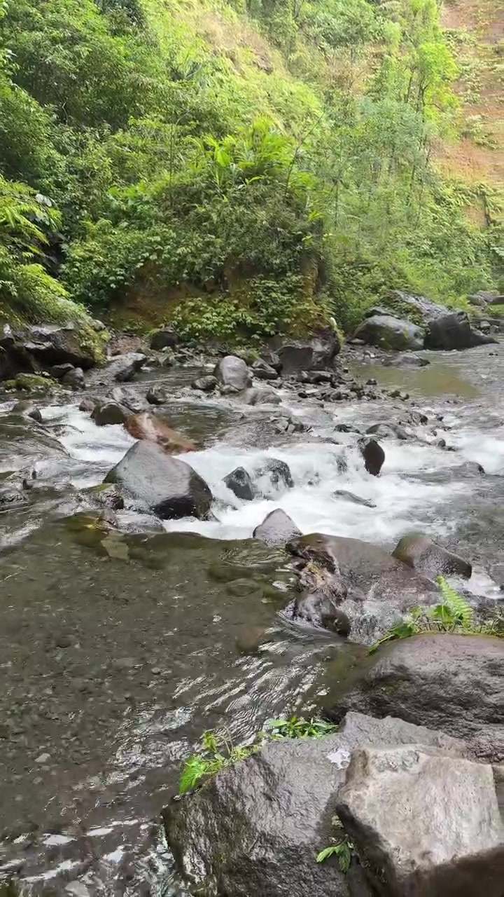 Aliran sungai pegunungan jernih yang mengalir di atas bebatuan di hutan tropis yang rimbun.