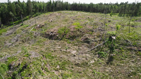 tree stumps and broken branches on hillside, deforestation in sweden, aerial panoramic