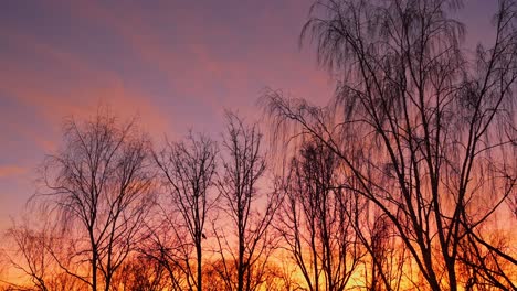 Sunset-or-sunrise-sky-with-tree-top-silhouette-and-flying-birds,-slow-motion