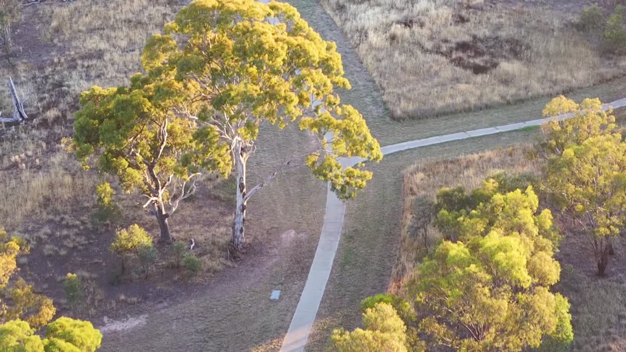 Droneoptagelser viser en betonsti, der snor sig gennem parklandskab i den gyldne time med hjemmehørende eukalyptustræer.