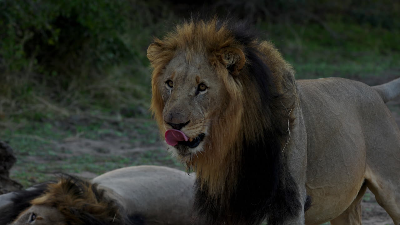 de cerca de un león mirando a su alrededor, luego mira directamente a la cámara, después de la puesta de sol en el parque nacional kruger, en sudáfrica