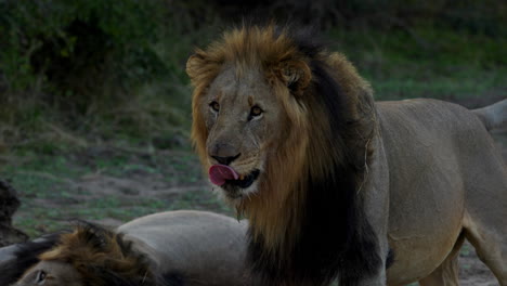 Primer-Plano-De-Un-León-Mirando-A-Su-Alrededor-Y-Luego-Mira-Directamente-A-La-Cámara,-Después-Del-Atardecer-En-El-Parque-Nacional-Kruger,-En-Sudáfrica