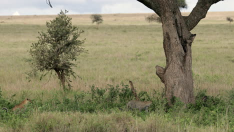 Leoparden-Nähern-Sich-Einem-Akazienbaum-Im-Hohen-Gras