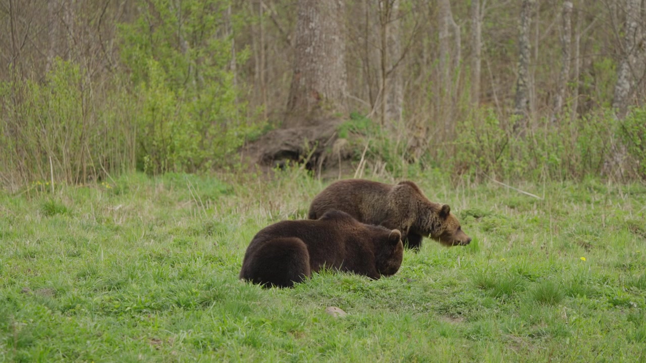 Eurasian brown bears in Estonia in slow motion: one bear lies resting while another walks with head low, sniffing and searching for food across a grassy forest clearing.