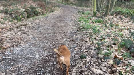 brown dog walking through the countryside in england on a very lovely day