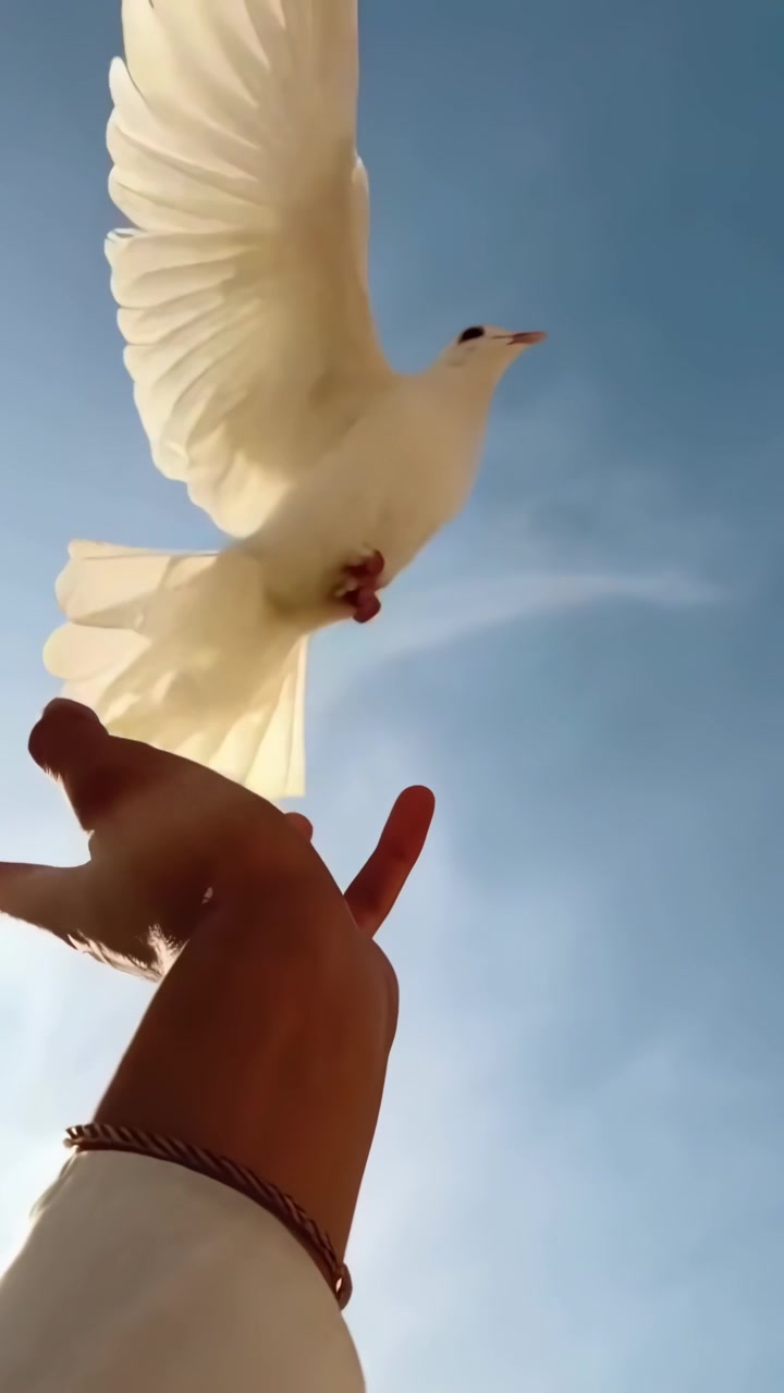Weiße Taube fliegt aus der Hand in den blauen Himmel
