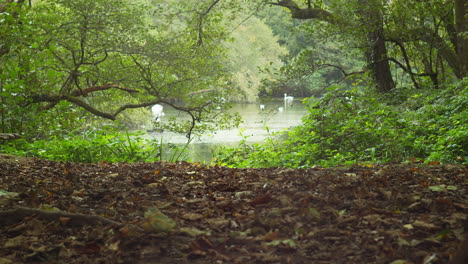 Adorable-Squirrel-Running-On-The-Forest-Ground-At-Tehidy-Country-Park-In-Cornwall,-UK-With-Swans-On-Pond-In-Background,-wide-shot