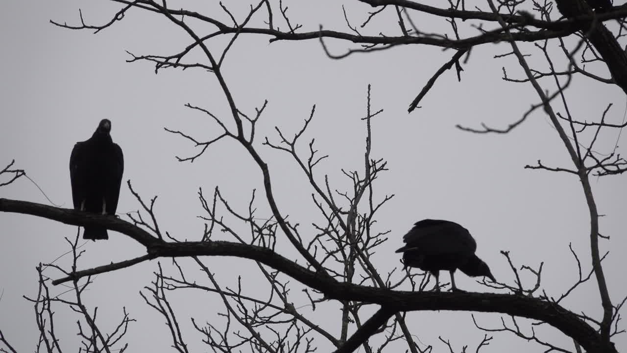 dos buitres negros se posan en las ramas de un árbol