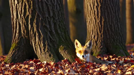 red fox in an autumn forest
