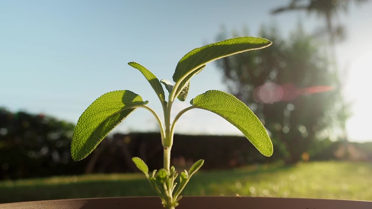 Una piccola pianta di salvia in vaso